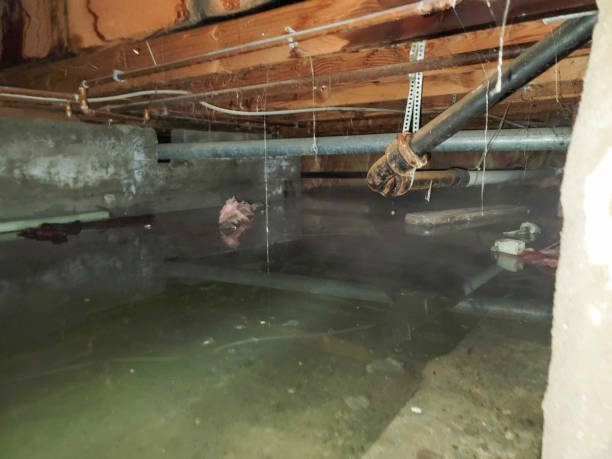 Best Basement water damage restoration  in Sulphur, OK